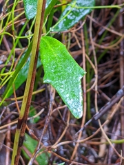 Dampiera linearis