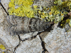 Dioryctria mendacella