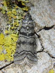 Dioryctria mendacella