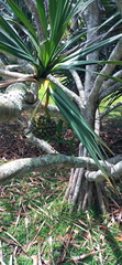 Pandanus utilis image