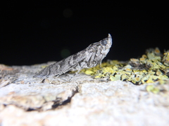 Dioryctria mendacella