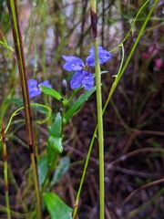Dampiera linearis