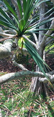 Pandanus utilis image