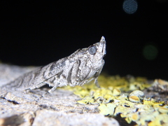 Dioryctria mendacella