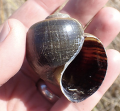 Pila occidentalis