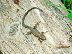 Algyroides moreoticus