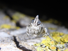 Dioryctria mendacella