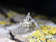 Dioryctria mendacella