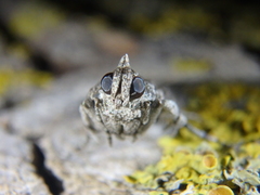 Dioryctria mendacella