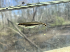 Pteronotropis harperi