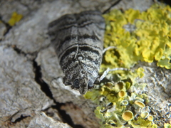 Dioryctria mendacella