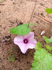 Ipomoea asarifolia