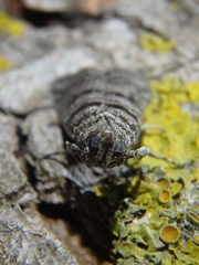 Dioryctria mendacella