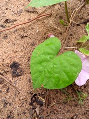 Ipomoea asarifolia