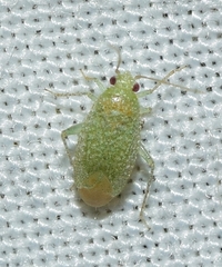 Orthotylus flavosparsus