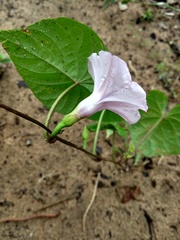 Ipomoea asarifolia