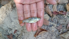 Rasbora