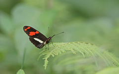 Heliconius telesiphe
