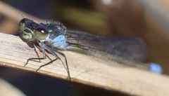 Pseudagrion deningi