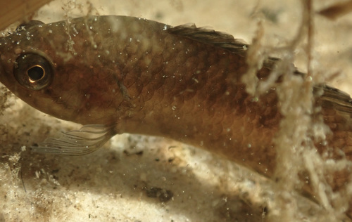Blackspot climbing perch (Microctenopoma intermedium) — Anabantidae — 3