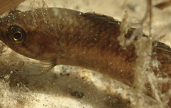 Microctenopoma intermedium