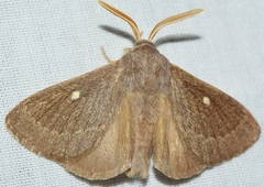 Lasiocampa serrula