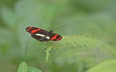 Heliconius telesiphe