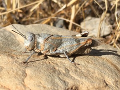 Oedipoda charpentieri