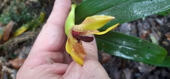 Maxillaria praestans