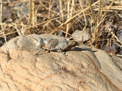 Oedipoda charpentieri