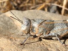 Oedipoda charpentieri