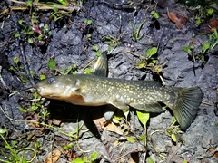 Ameiurus serracanthus