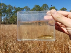 Fundulus lineolatus