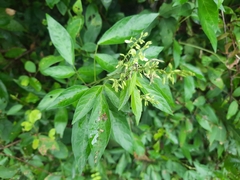 Ohwia caudata