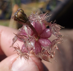 Utricularia stellaris image