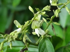 Ohwia caudata