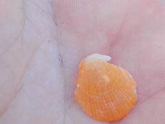 Crassadoma