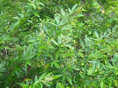 Ohwia caudata
