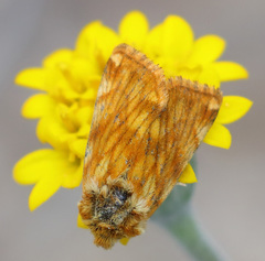 Xanthothrix neumoegeni