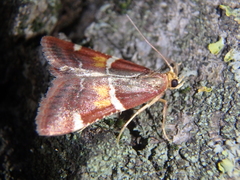 Pyralis kacheticalis