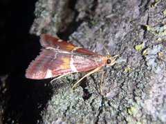 Pyralis kacheticalis