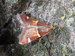 Pyralis kacheticalis