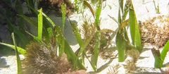 Posidonia australis