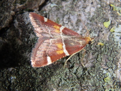 Pyralis kacheticalis