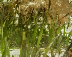 Posidonia australis