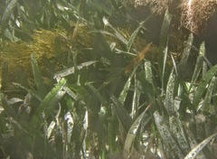 Posidonia australis