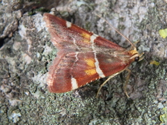 Pyralis kacheticalis