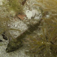Bullhead Triplefin photo 2