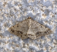 Isturgia berytaria