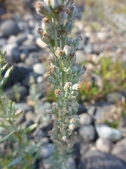 Artemisia lindleyana